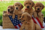 Golden retriever puppies for sale