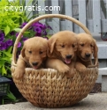 Golden retriever puppies for sale