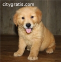 Golden retriever puppies is ready