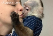 Gorgeous Baby Capuchin Monkeys for sale