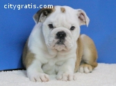 Gorgeous English Bulldog puppies availab