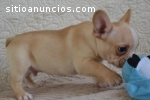 Gorgeous French Bulldog Puppies