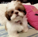 Gorgeous Teacup Shih Tzu Puppies