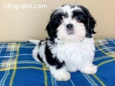 Gorgeous Teacup Shih Tzu Puppies