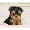 Gorgeous Teacup Yorkies for a Home.