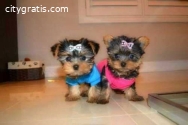 Gorgeous Tiny Yorkie Pups For Adoption