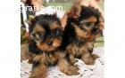 Gorgeous Yorkie Puppies availalbe