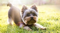 Gorgeous Yorkshire Terrier Puppies