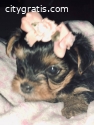 Gorgious Male And Female Teacup Yorkie P