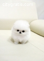 Gorgoeus teacup Pomeranian puppies