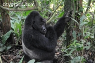Gorillas Trekking Uganda