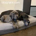 Great Dane puppies for Re-homing