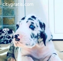 Great Dane puppies