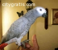 Handfed Young African Grey Parrots Ready