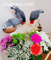 HandRaised African grey Parrots for sale