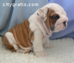 Hansome English bulldog ready for new ho