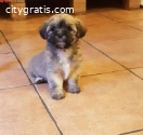 Havanese Bichon
