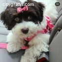 Havanese Puppies