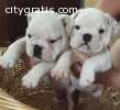 Healthy English Bulldog Puppies Availab