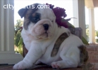 Healthy English Bulldog