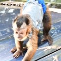 Healthy female baby Capuchin monkey rea