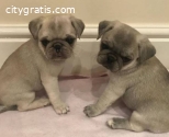 Healthy Male and Female Pug Puppies
