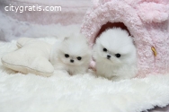 healthy teacup pomeranian puppies