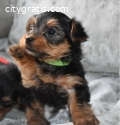 Healthy Yorkie Puppies