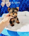 High Quality Male And Female Yorkie Pupp