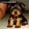 High Quality Male And Female Yorkie Pupp