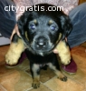 Home Raise Rottweiler Puppies ( text >@>