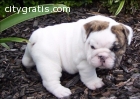 Home Raised English bulldog Puppies