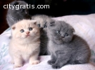 ..House Trained Scottish Fold Kittens Fo