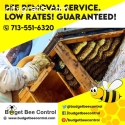 Houston’s No 1 bee hive removal service