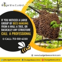 Houston’s No 1 Bee Hive Removal Service