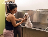 How do Professional Pet Groomers Care