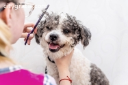 How Do You Boost Your Pet Grooming