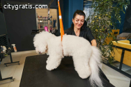 How Much Is Dog Grooming: Understanding