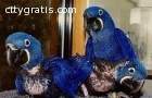 hyacinth macaws,black palm cockatoo baby