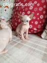 Hypoallergenic 100% Hairless Sphynx cat!