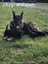 Incredibly Sweet German Shepherd Puppies