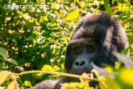 Indulge in the Best of Africa: Premier S