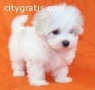 Intelligent Maltese puppies