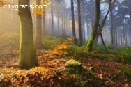Intensive Outpatient Program in CA