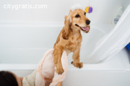 Is Pet Grooming an Excellent Business