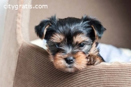 Joyful Yorkshire Terrier Puppies Availab
