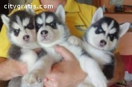 Kc Registered Siberian Husky Pups