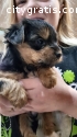 KC REGISTERED YORKIE  PUPPIES