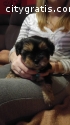 KC REGISTERED YORKIE PUPPIES