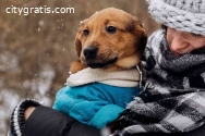 Keeping Warm: Adapting Pet Grooming
